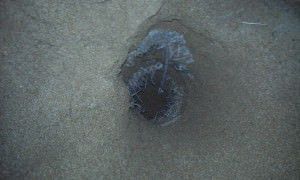 Saco usado para colocar areia encontrado pelo animal ao fazer a cova. Foto: Divulgação / Claudiney Rocha