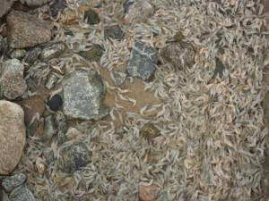 Mortandade de camarões no rio Doce registrada na tarde desta quarta (18) entre Baixo Guandu e Colatina. Foto: Divulgação