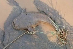 A lama da barragem da Samarco que desce pelo Rio Doce é responsável pela mortandade de peixes. Foto: Divulgação
