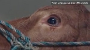 Emma chora por puro pavor de ser abatida. Foto: Divulgação