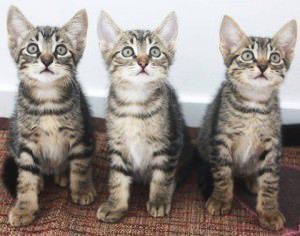 gatinhos para adoção