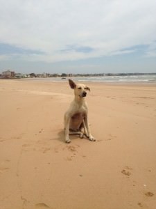 12341364_593307924159641_4556919666568985795_n