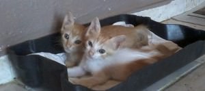 12360392_941648609223557_792887977384334026_n