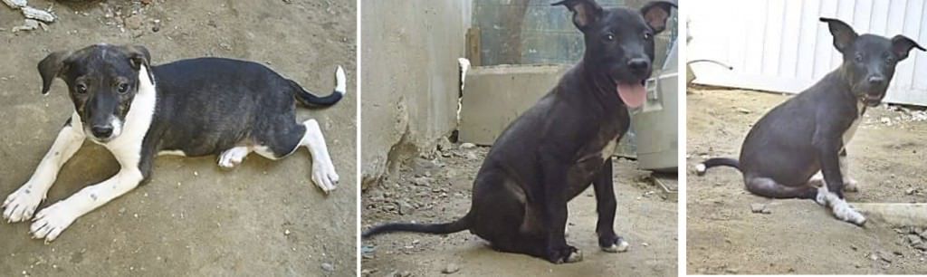 filhotes para adoção