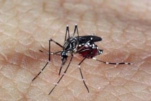 Aedes aegypt é um mosquito africano que virou praga urbana e grave problema de saúde pública no país. Foto: Agência Brasil