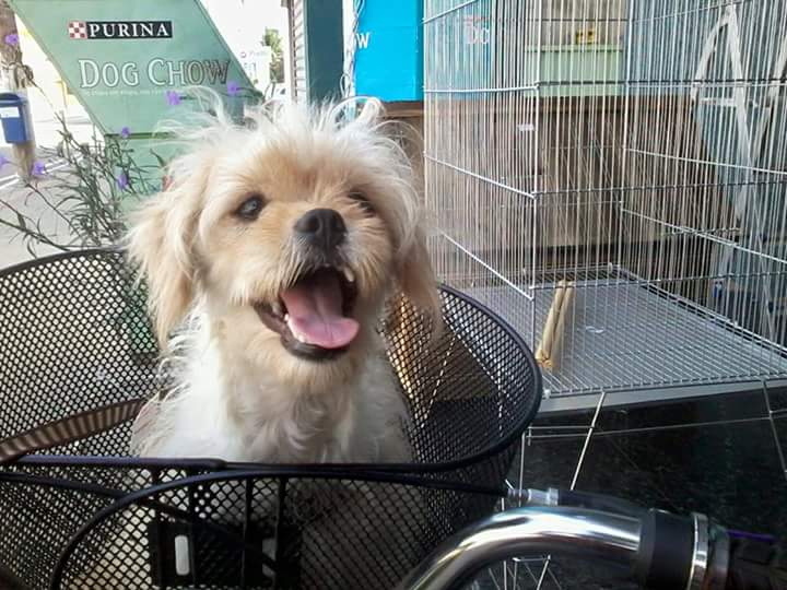 wp-1451392400962 image