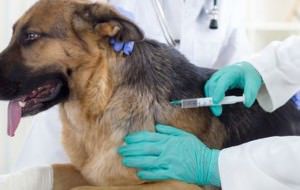 Para vacinar seu cachorro procure sempre um médico veterinário, evite casa de ração. Foto: Divulgação