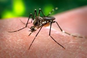 A doença é contraída pelo mesmo mosquito que também transmite a dengue e o chukungunya, o aedes aegipty. Foto:> Divulgação/Agência Brasil