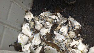 Os cinco quilos de pescados recolhidos foram doados para alimentação das tartarugas da base do Projeto Tamar, em Vitória. Foto: Divulgação BPMA