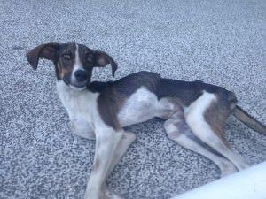 12741879_10207854167944783_4146193207110209245_n