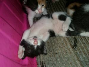 12743540_977665645621853_8584937324126512963_n