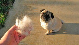 Cães com pelos mais curtos tendem a fazer trocas com mais frequência ao longo do ano. Foto: Divulgação/Diário de biologia