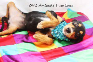 Lady é um dos animais que estarão para adoção no local. Foto: Divulgação Amizade é um Luxo