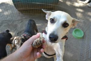 Adotar é um ato de amor. No local haverá diversos cães para adoção. Foto: Divulgação EBC
