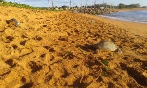 A provável causa da morte das tartarugas foram redes de pesca. Foto: Divulgação