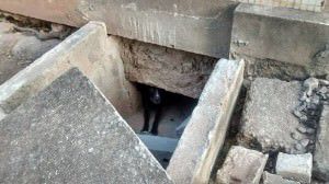 O possível 'emparedamento' de animais foi denunciado no dia 1º de fevereiro. Foto: Divulgação