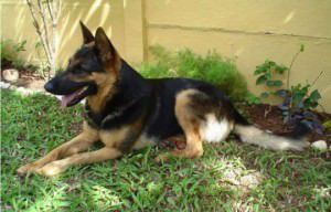 A cadela é da raça pastor alemão e atende pelo nome de Uda. Foto: Divulgação Acervo Pessoal