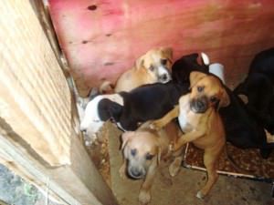 Somente na Serra, estima-se que mais de 13 cães estejam em situação de rua. Foto: Divulgação