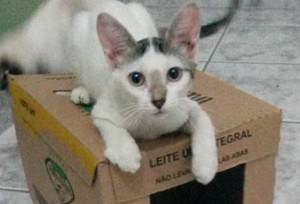 Chica sumiu no dia 2 de maio. Foto: Divulgação