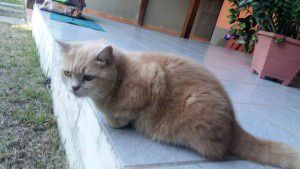 FB_IMG_1465949045696