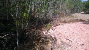 Mais de 1000 metros quadrados foram degradados. Foto: Divulgação Polícia Ambiental