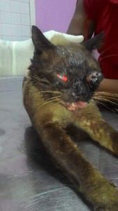 O gato está internado e terá que passar por cirurgia. Foto: Reprodução Facebook