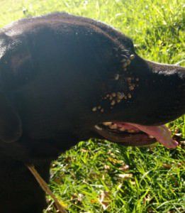 Cachorro lotado de carrapatos dentro do CCZ da Serra. Foto: Divulgação
