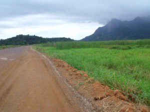 Áreas de turfa e alagados serão cortadas pela nova estrada na região do Jacuhy. Foto: Arquivo TN Bruno Lyra