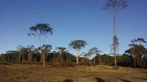 A Polícia Ambiental e a Prefeitura da Serra vão acompanhar o caso que já foi denunciado ao Ministério Público do Espírito Santo. Foto: Bruno Lyra