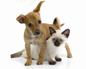 feira revistaria animal