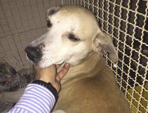 O cachorro Ambrósio estará presente na reunião que acontece às 10h na Câmara de Vereadores. Foto: Reprodução Facebook Patas de Rua