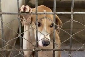 Esta é um das cadelas abandonadas no CCZ da Serra que adoeceu e foi a óbito lá dentro. Foto: Reprodução Facebook Amizade é um Luxo