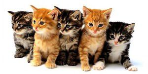 quatro-gatinhos