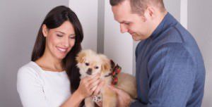 Animais de estimação estão presentes na maioria das famílias brasileiras. Foto: Divulgação Dreamstime