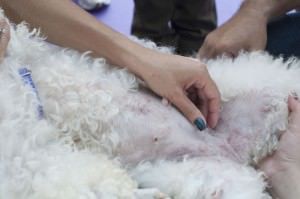 O exame do toque será realizado por veterinários voluntários. Foto: Divulgação Portal Dog