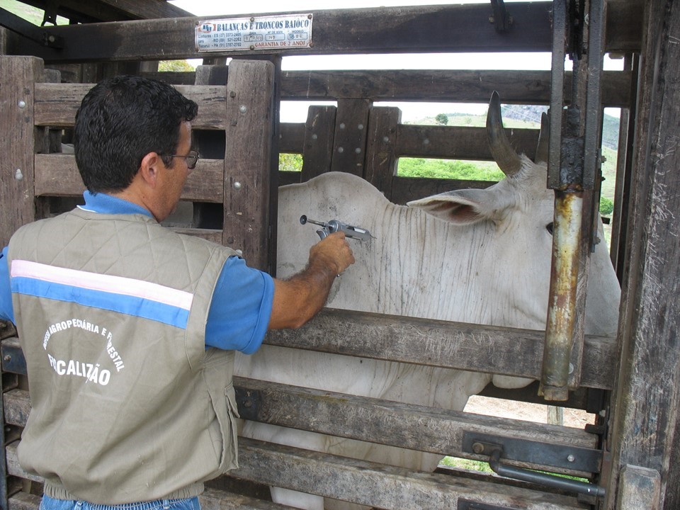 vacinaçao de febre aftosa 2008-1 007