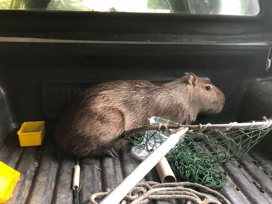 1629293399185-capivara