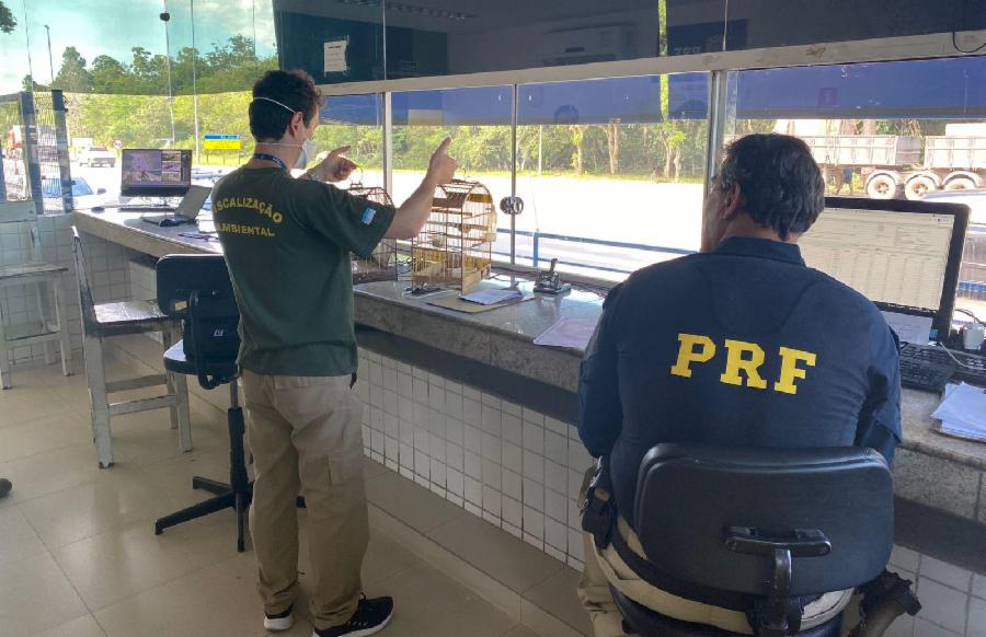 1638209515095-apreenso-pssaros