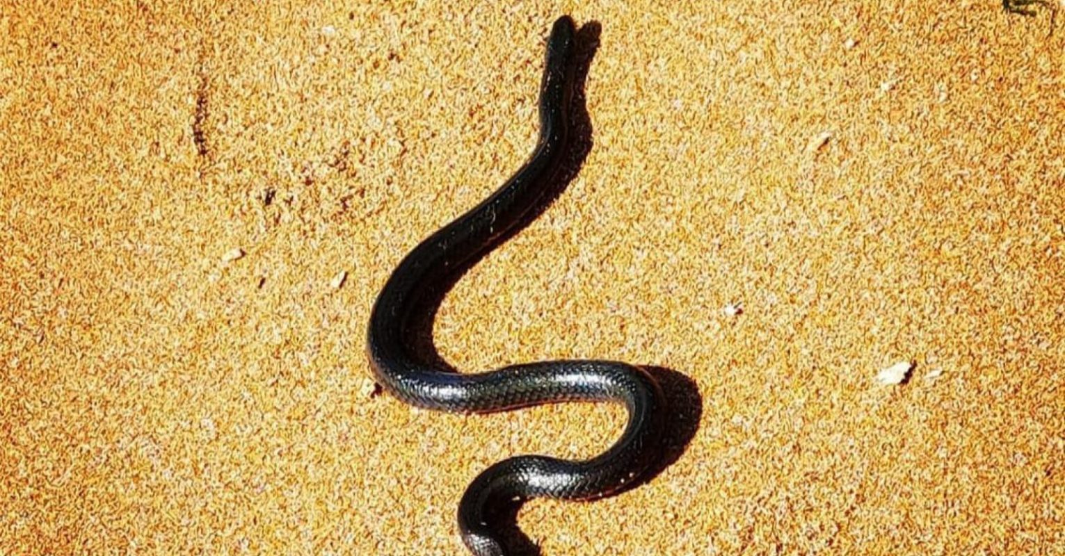 A cobra