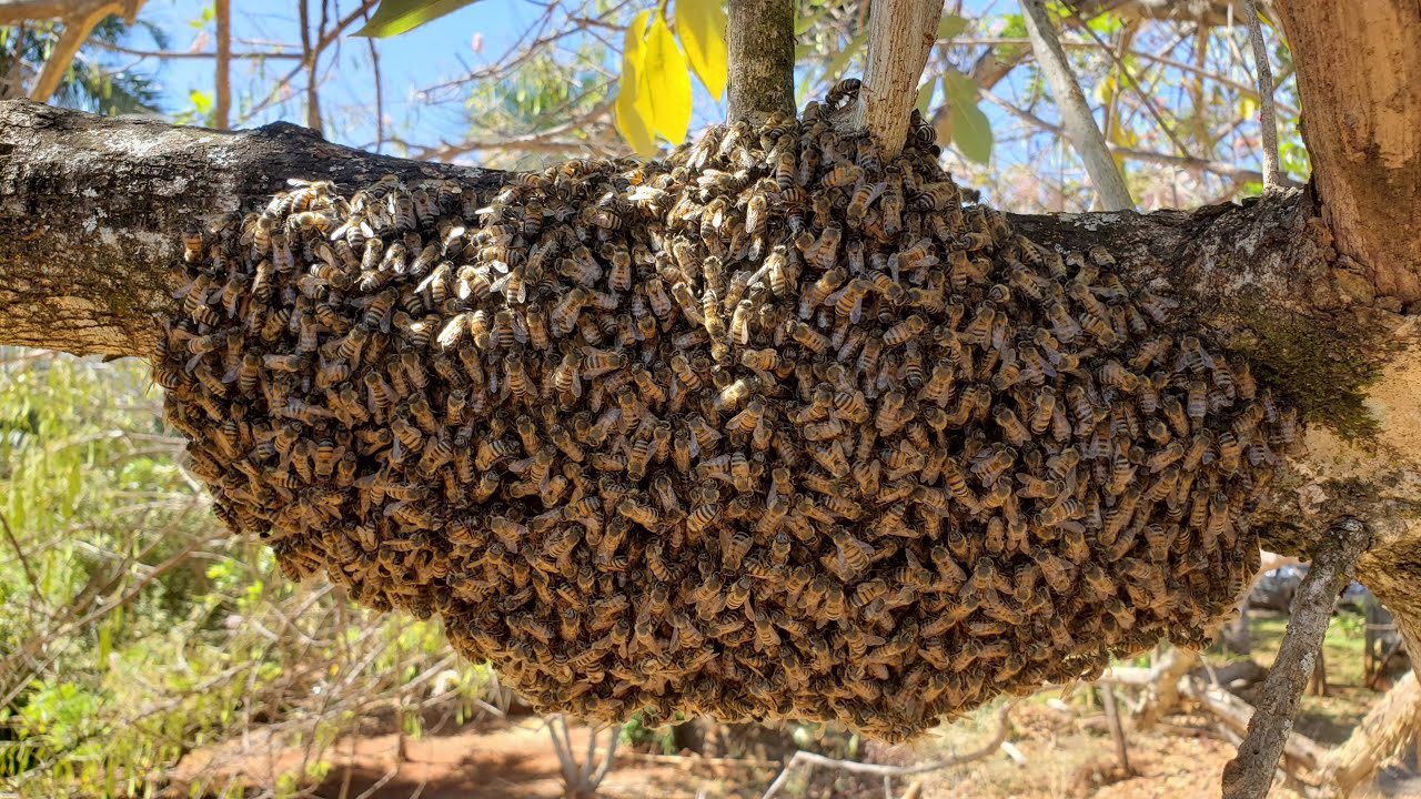 Ataque de 50 mil abelhas deixa animais feridos, mata cavalo e causa pânico  em bairro da Serra