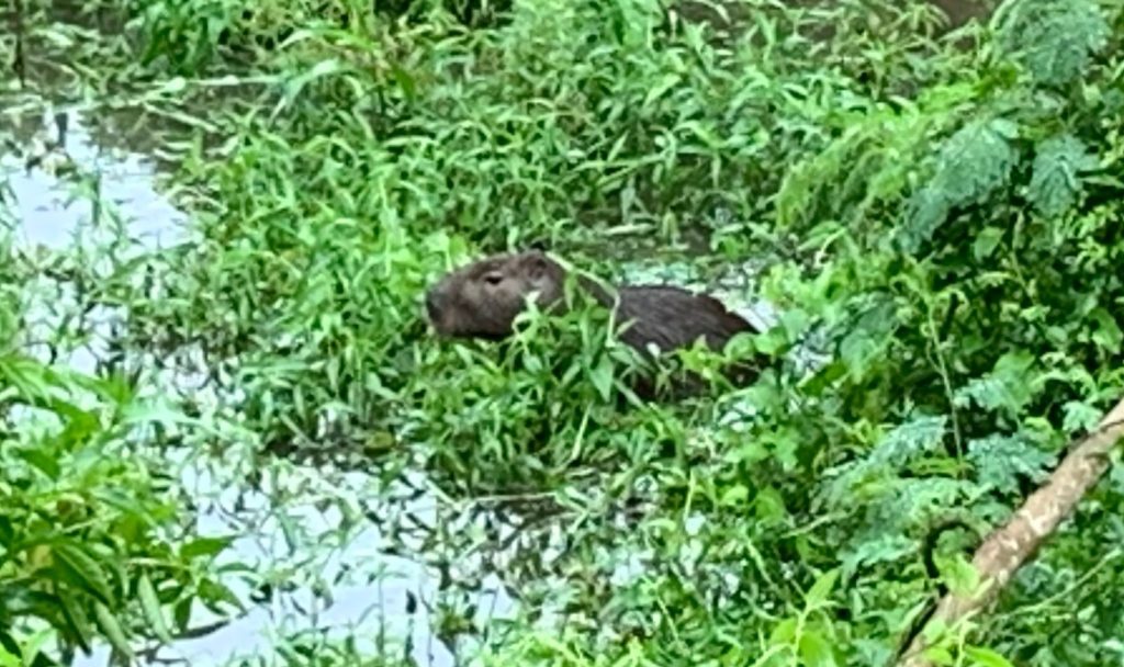 capivara