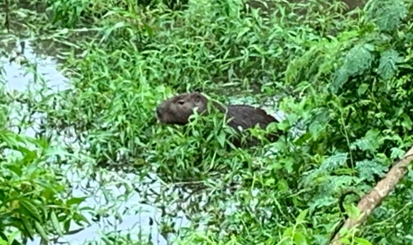 Vídeo mostra tentativa de socorrer uma capivara que ratejava pela