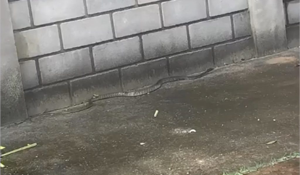 cobra