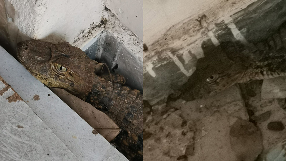 jacares Jacares serra