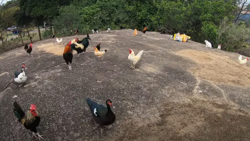 Pedra da cebola
