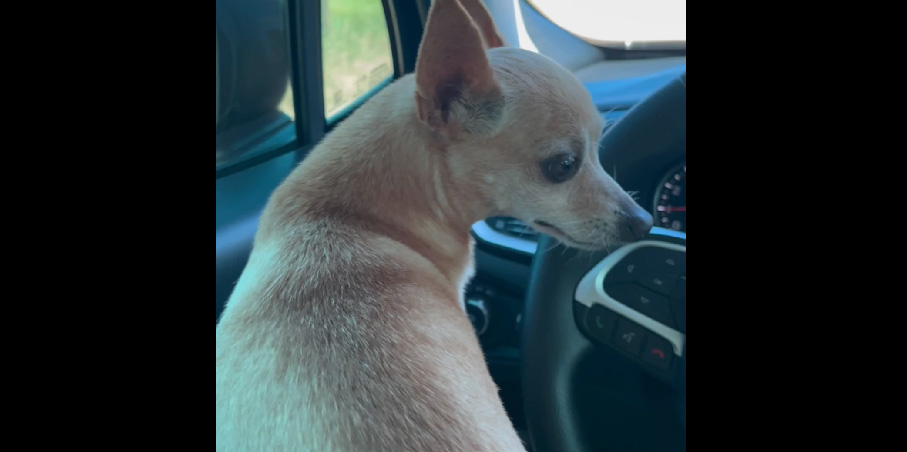 cachorro preso Serra