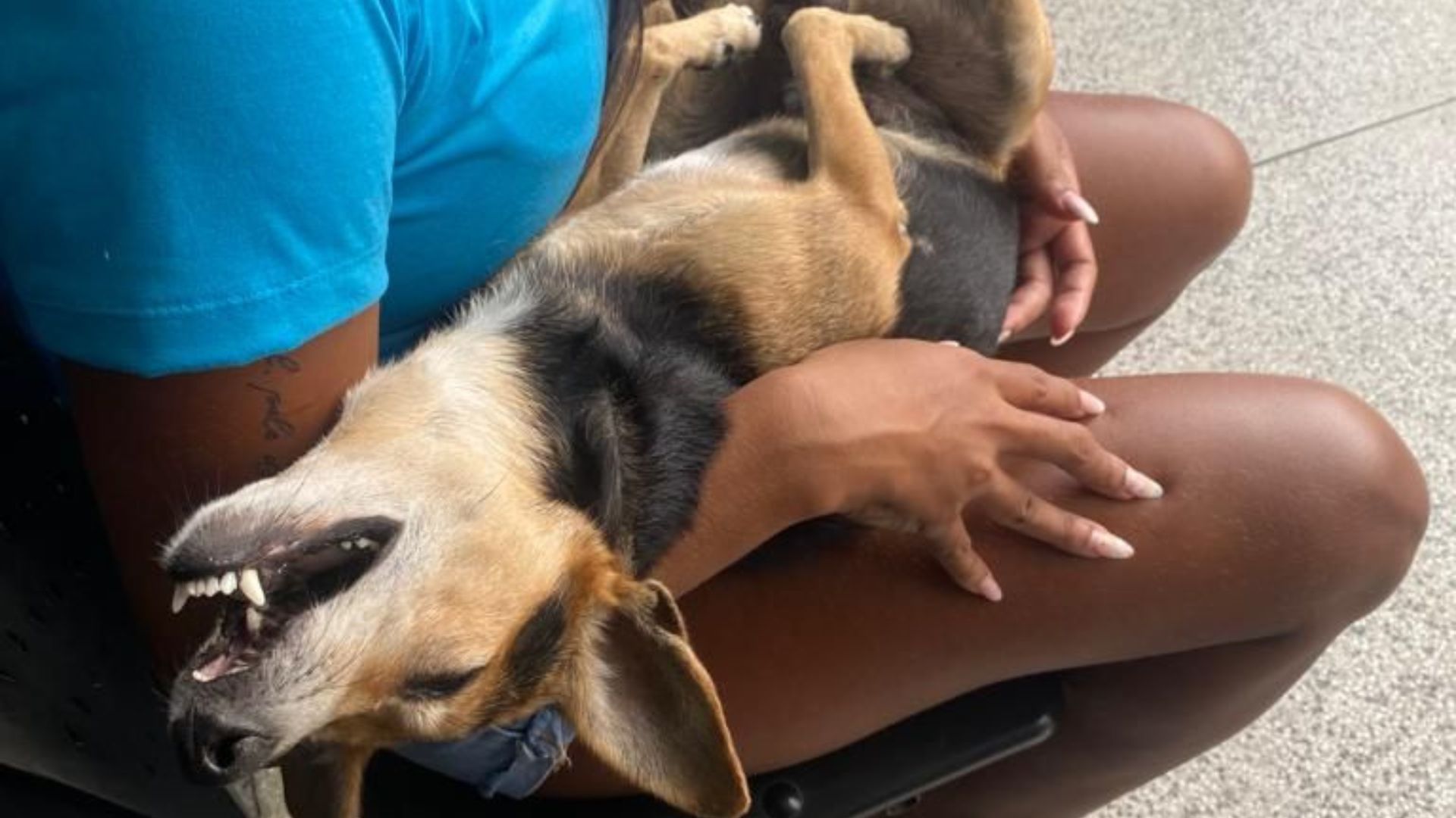 paulada cachorro Serra