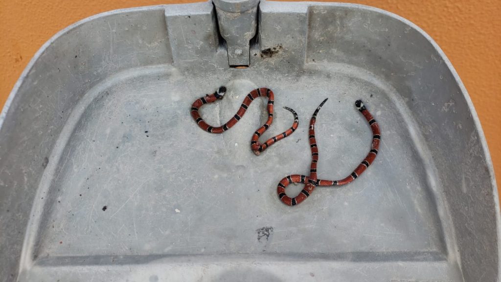 Cobras