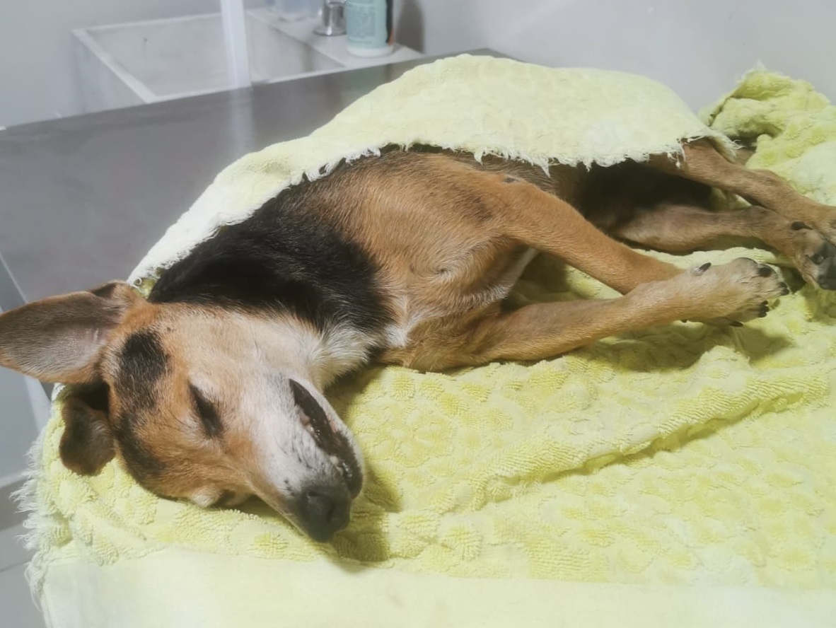 cachorro paulada Serra