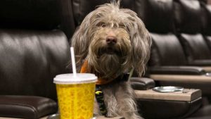 Cinema Serra Cachorro Pet